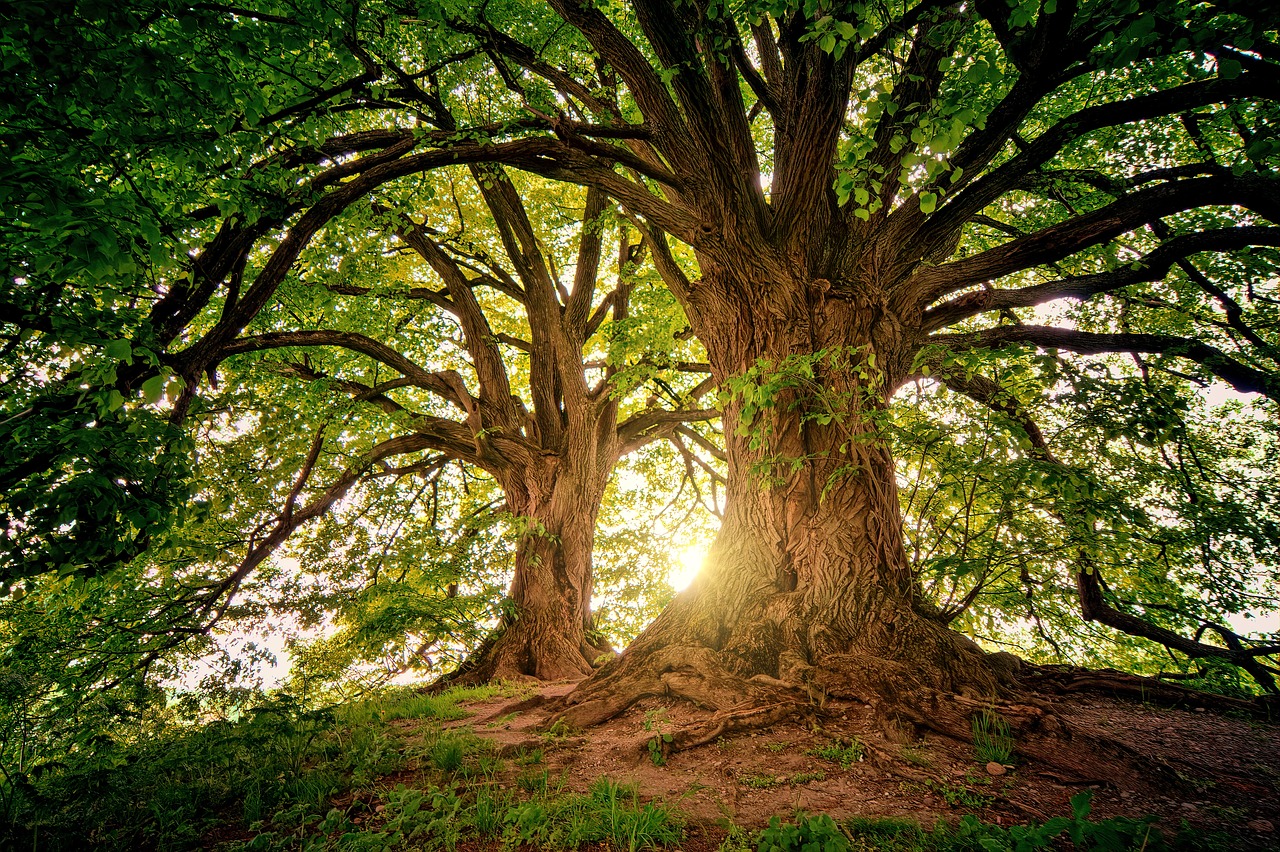 How Forest Gardening Can Help Combat Climate Change